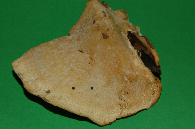 Aphyllophorales 5335 (Postia stiptica)